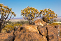 Köcherbaumwald in Namibia Köcherbaumwald in Namibia
