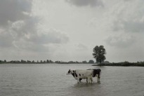 Der Umgang der Holländer mit dem Wasser Der Umgang der Holländer mit dem Wasser