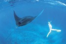 Manta Ray_P2_ip