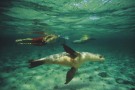 Sealion Swim_1_ip