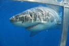 Shark Diving_1_ip