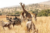 Fair Trade zertifizierte Pauschalreisen für Südafrika Fair Trade zertifizierte Pauschalreisen für Südafrika
