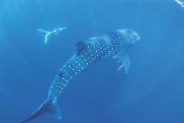 Mit den Big Five der Meere tauchen