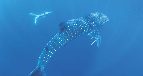 Mit den Big Five der Meere tauchen Mit den Big Five der Meere tauchen