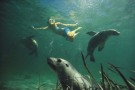 swim with seal lions_ip