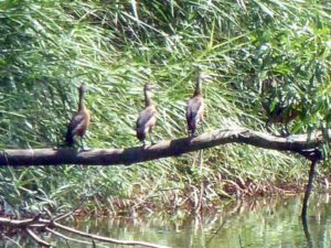 Stippvisite im Vogelschutzgebiet Bac Lieu