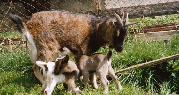 Landleben ausprobieren im Südlichen Allgäu Landleben ausprobieren im Südlichen Allgäu