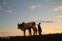 Die Zebu-Bank hilft weiter Die Zebu-Bank hilft weiter
