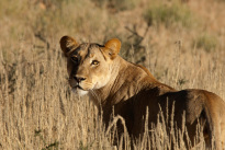 Safari-Saison in Südafrika: Die besten Zeiten für Tierbeobachtungen Safari-Saison in Südafrika: Die besten Zeiten für Tierbeobachtungen