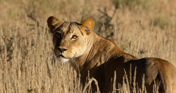 Safari-Saison in Südafrika: Die besten Zeiten für Tierbeobachtungen Safari-Saison in Südafrika: Die besten Zeiten für Tierbeobachtungen