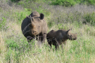presse_bilder_erlebniswelten_wildlife_48