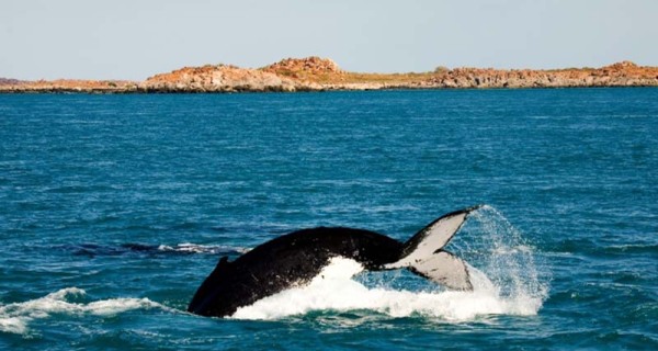 Westaustralien mit neuem Meeresschutzgebiet Camden Sound Marine Park für Wale Westaustralien mit neuem Meeresschutzgebiet Camden Sound Marine Park für Wale