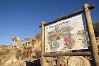 Namaqua Flower Beach Camp öffnet in wenigen Tagen zur Blütensaison Namaqua Flower Beach Camp öffnet in wenigen Tagen zur Blütensaison