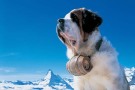 Gassi gehen mit Bernhardinern Gassi gehen mit Bernhardinern