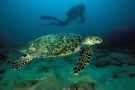 Naturschauspiel: Meeres-Schildkröten auf Landgang Naturschauspiel: Meeres-Schildkröten auf Landgang
