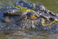Crocodile Watching im Northern Territory Crocodile Watching im Northern Territory