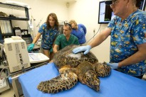 Schildkröten-Krankenhaus in Floria Keys