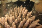 CoralSpawning_GreatBarrierReef600 CoralSpawning_GreatBarrierReef600