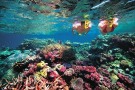 Snorkeling_GreatBarrierReef600 Snorkeling_GreatBarrierReef600