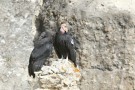 condor-perched-chris-parish-800