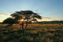 Der Mokala Nationalpark im Northern Cape wird größer Der Mokala Nationalpark im Northern Cape wird größer