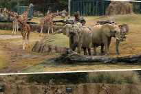 Zoo Dallas mit gemeinsamen Gehege von Elefanten und Huftieren