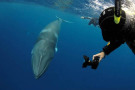 Mit Walforschern am Great Barrier Reef tauchen
