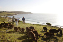 Kangaroo Island: Australiens viertes Wahrzeichen Kangaroo Island: Australiens viertes Wahrzeichen
